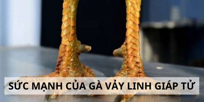 Đánh giá sức mạnh của gà vảy linh giáp tử