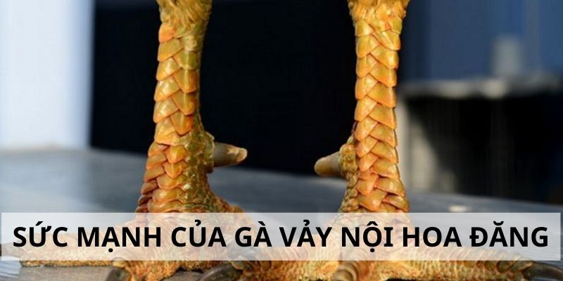 Sức mạnh trong thi đấu của gà chiến