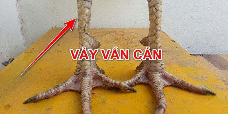 Vảy Gà Vấn Cán - Đặc Điểm Vảy Gà Độc Và Hiếm Nhất 2024